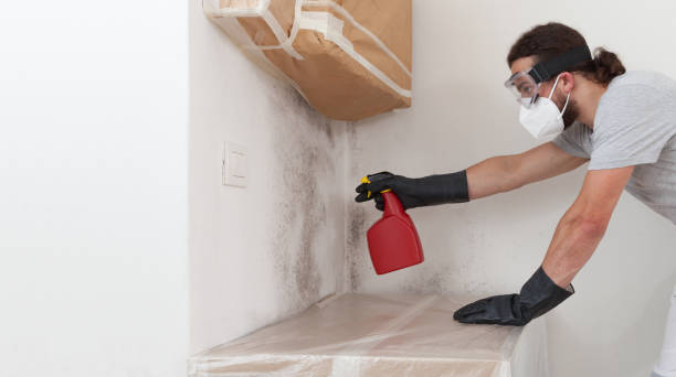 Professional Black Mold Removal technician working in Pine Brook, NJ