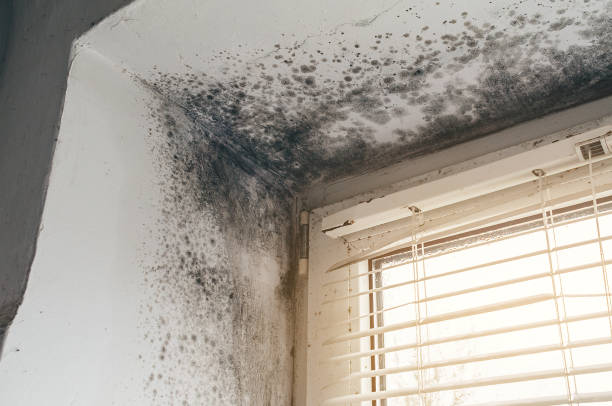 Trusted Black Mold Removal service in Pine Brook, NJ - Cheap Mold Removal